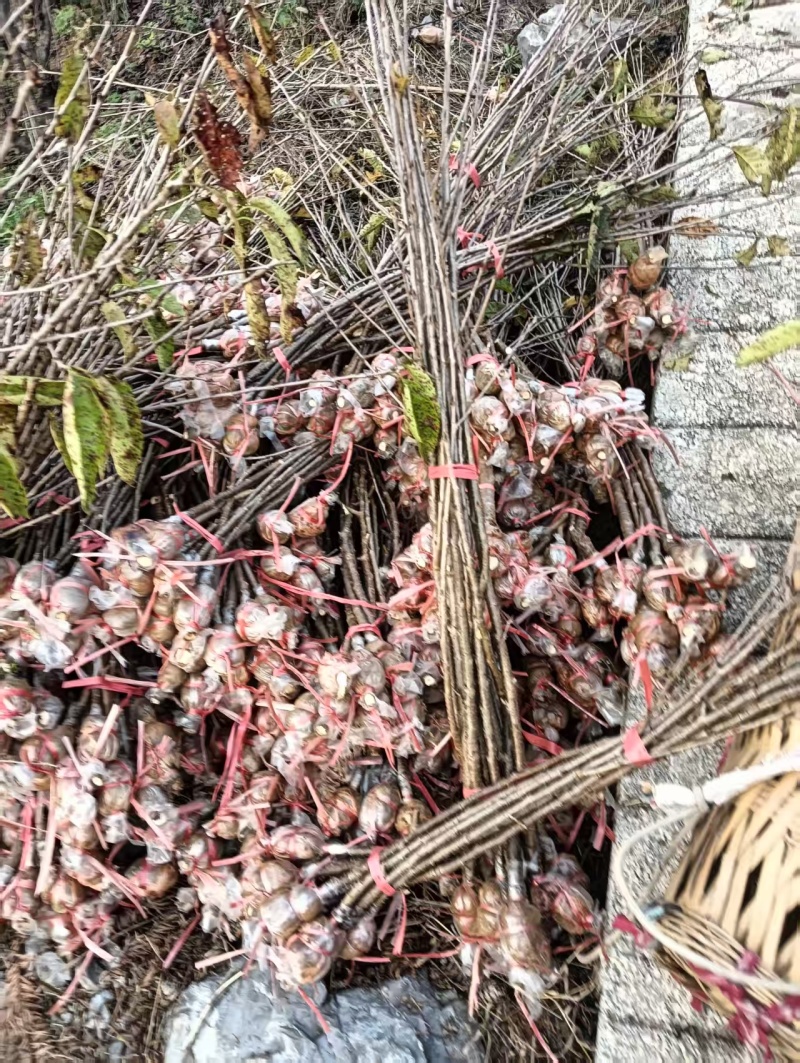 玛瑙红樱桃树苗
