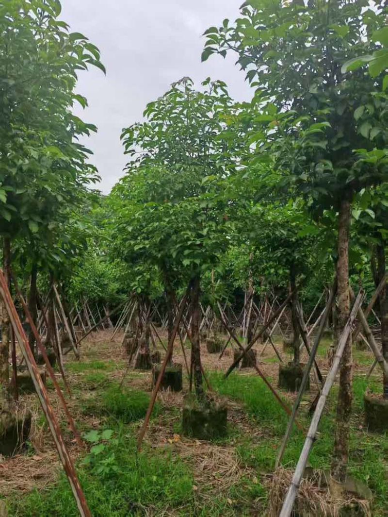 秋枫养冠7-20分，一手货源，基地直销，大量低价出售