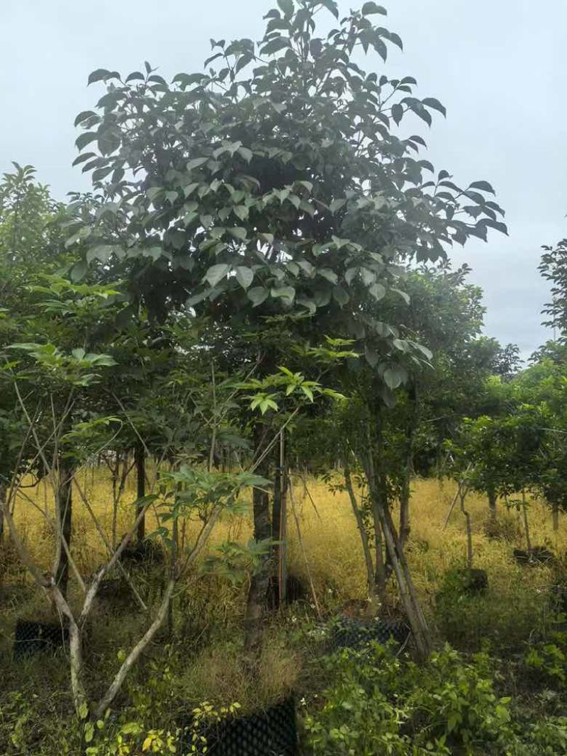 秋枫养冠7-20分，一手货源，基地直销，大量低价出售