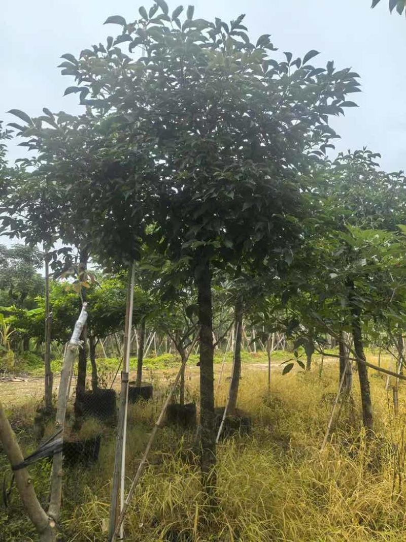 秋枫养冠7-20分，基地直销，各种规格，大量低价出售