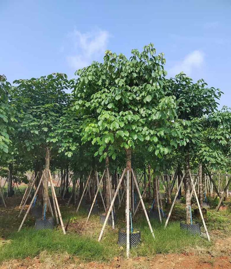 秋枫养冠7-20分，基地直销，各种规格，大量低价出售