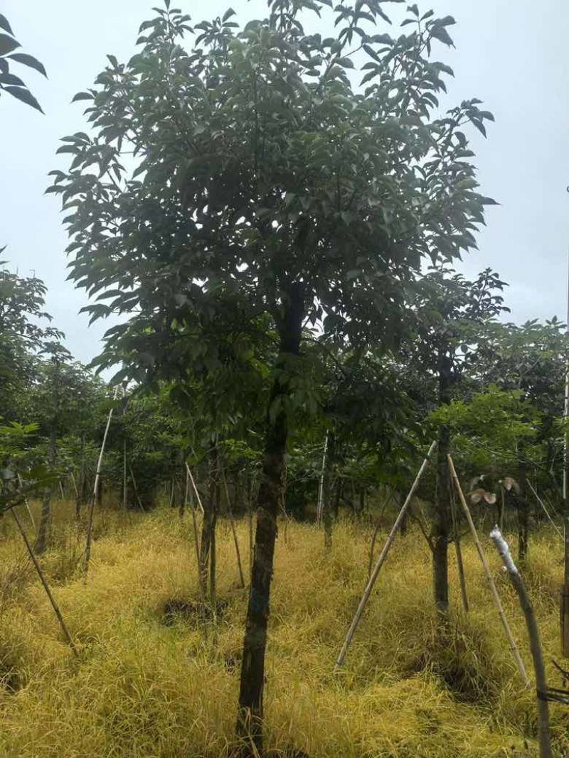 秋枫养冠7-20分，基地直销，各种规格，大量低价出售