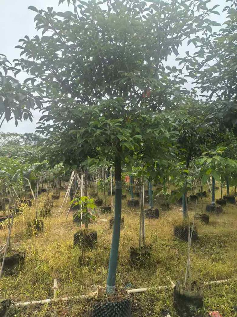 秋枫养冠7-20分，基地直销，一手货源，大量低价出售