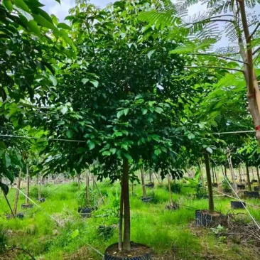 秋枫养冠7-20分，基地直销，一手货源，大量低价出售