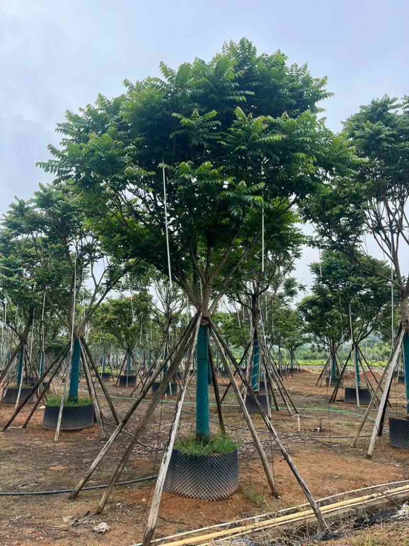 麻楝10-25分，基地直销，一手货源，大量低价出售