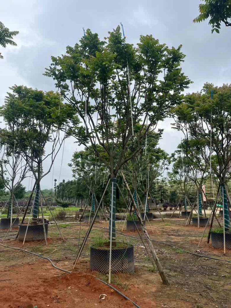 麻楝10-25分，基地直销，一手货源，大量低价出售