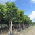 麻楝10-25分，基地直销，一手货源，大量低价出售