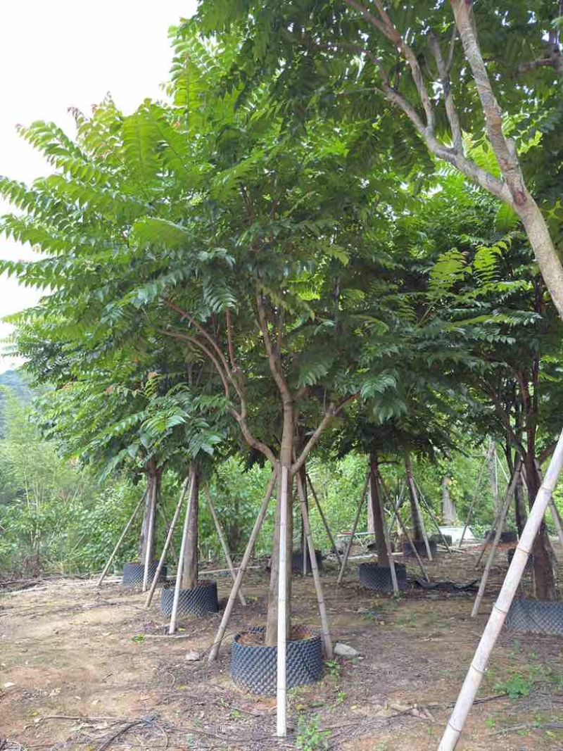 麻楝10-25分，基地直销，一手货源，大量低价出售