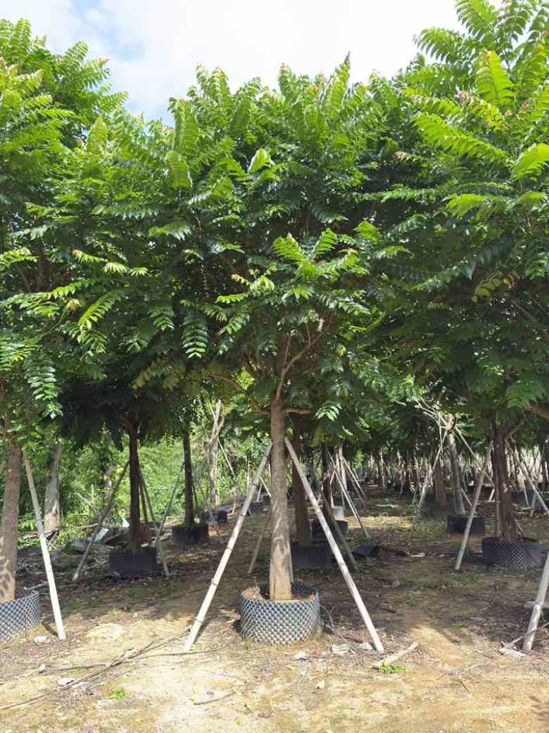 麻楝10-25分，基地直销，一手货源，大量低价出售