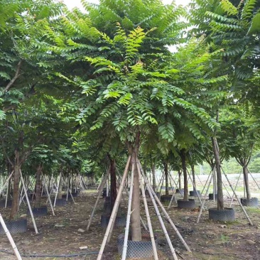 麻楝10-25分，基地直销，一手货源，大量低价出售