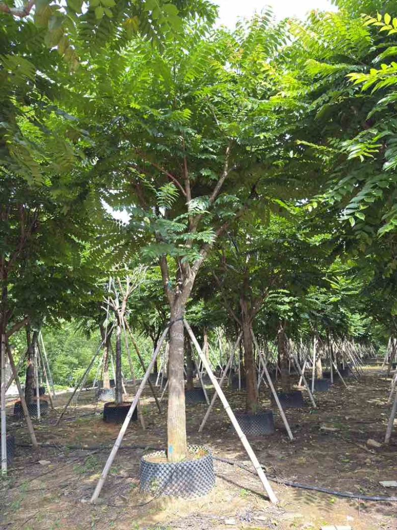 麻楝10-25分，各种规格，基地直销，一手货源，大量低价出售