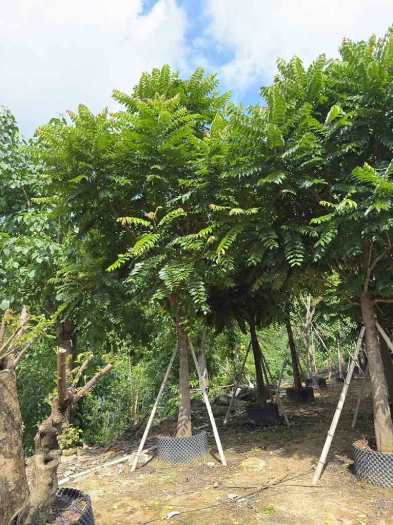 麻楝10-25分，各种规格，基地直销，一手货源，大量低价出售