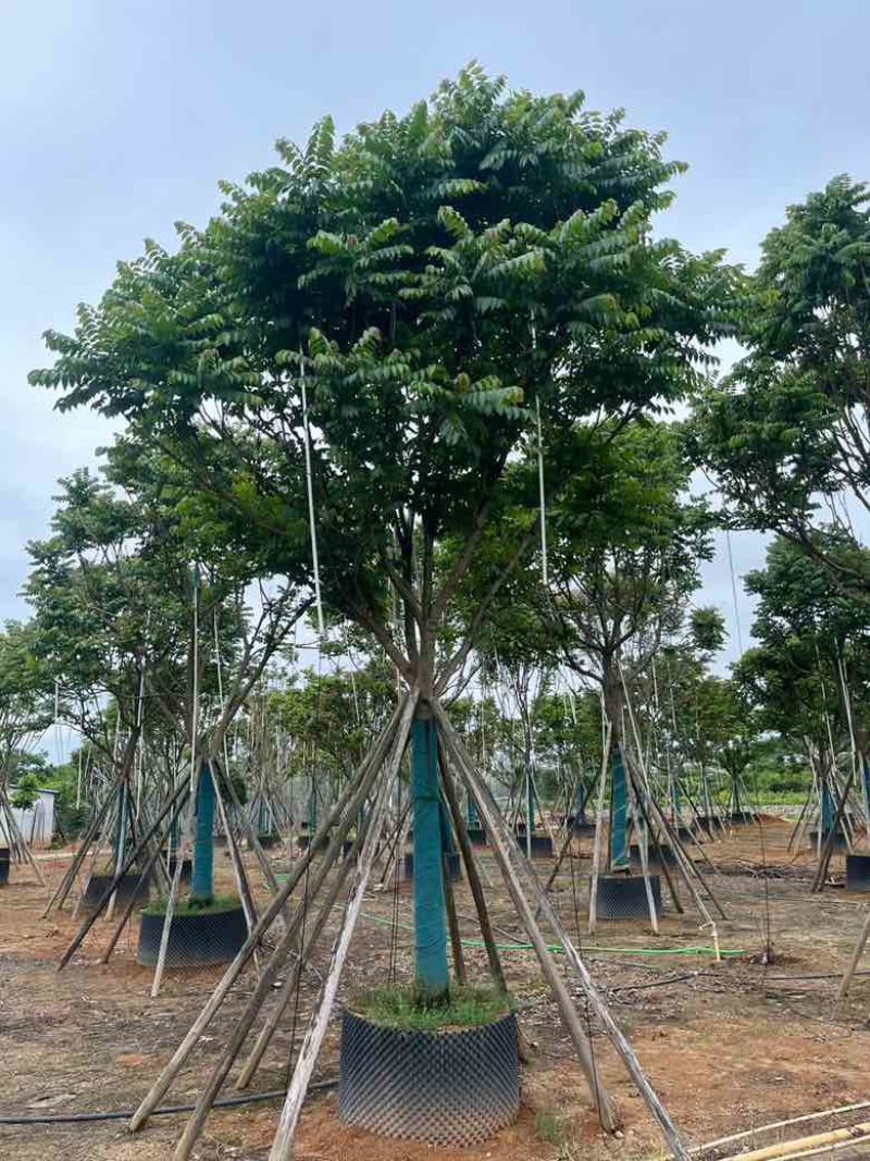 麻楝10-25分，各种规格，基地直销，一手货源，大量低价出售