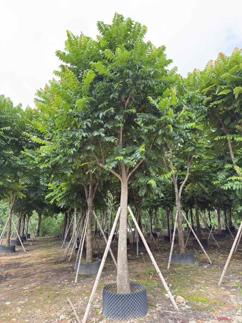 麻楝10-25分，各种规格，基地直销，一手货源，大量低价出售