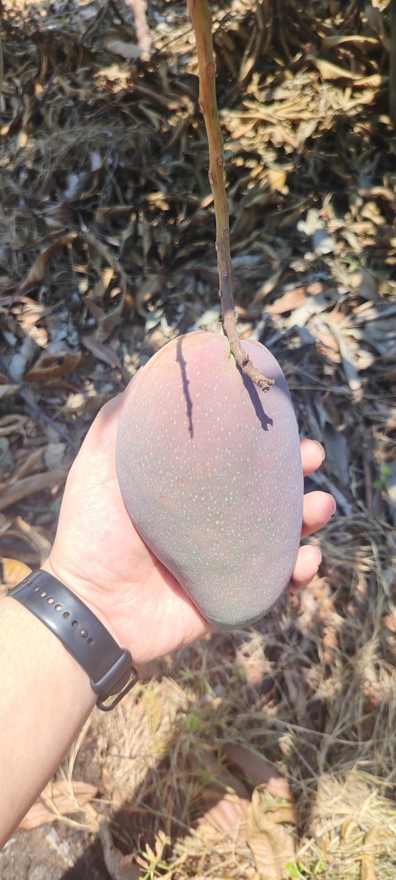 广西百色芒果产地直发，一件代发