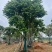 麻楝10-25分，截杠，骨架，大骨架，全冠，大量低价出售