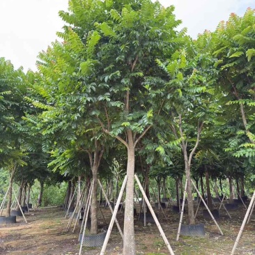 麻楝10-25分，截杠，骨架，大骨架，全冠，大量低价出售