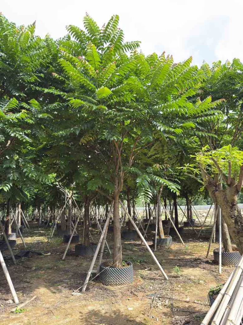 麻楝10-25分，截杠，骨架，大骨架，全冠，大量低价出售