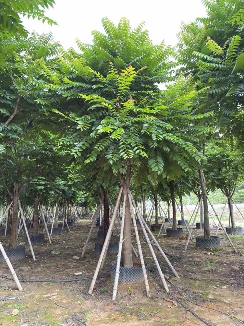 麻楝10-25分，截杠，骨架，大骨架，全冠，大量低价出售
