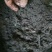荣昌鲜活蚯蚓0.9元/盒渔具店供货，
