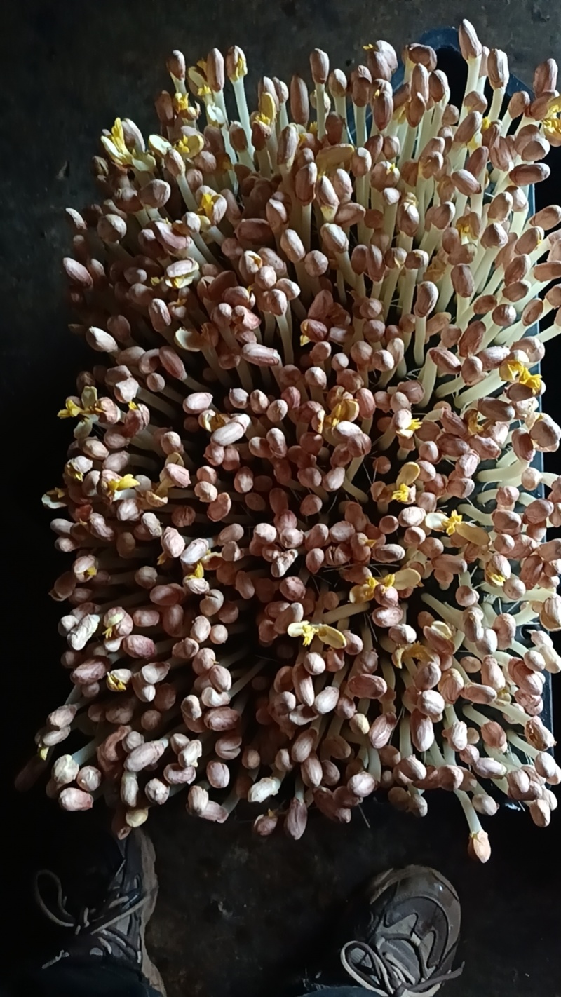 卖花生牙