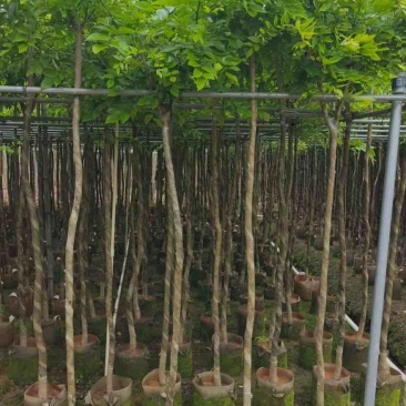 海南黄花梨2-15分，基地直销，一手货源，大量低价出售