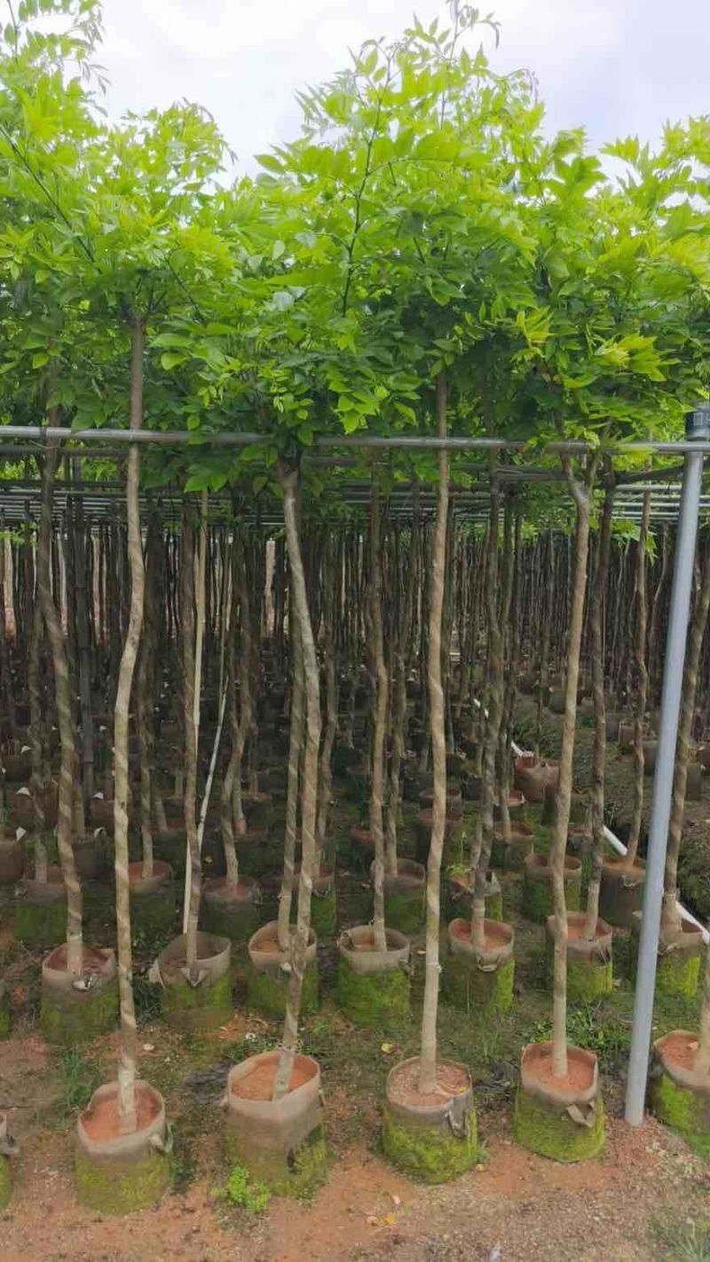 海南黄花梨2-15分，基地直销，一手货源，大量低价出售