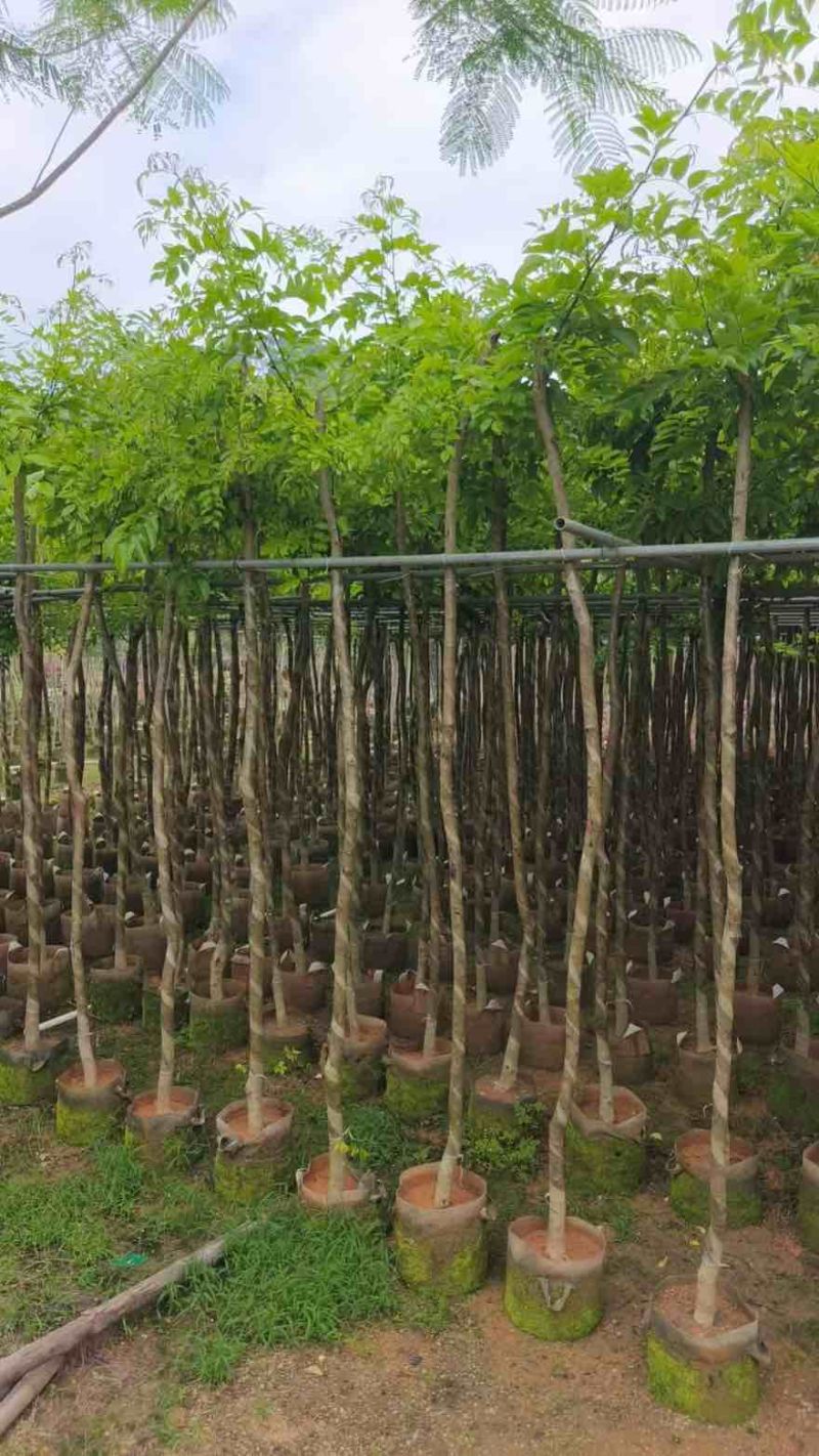 海南黄花梨2-15分，基地直销，一手货源，大量低价出售