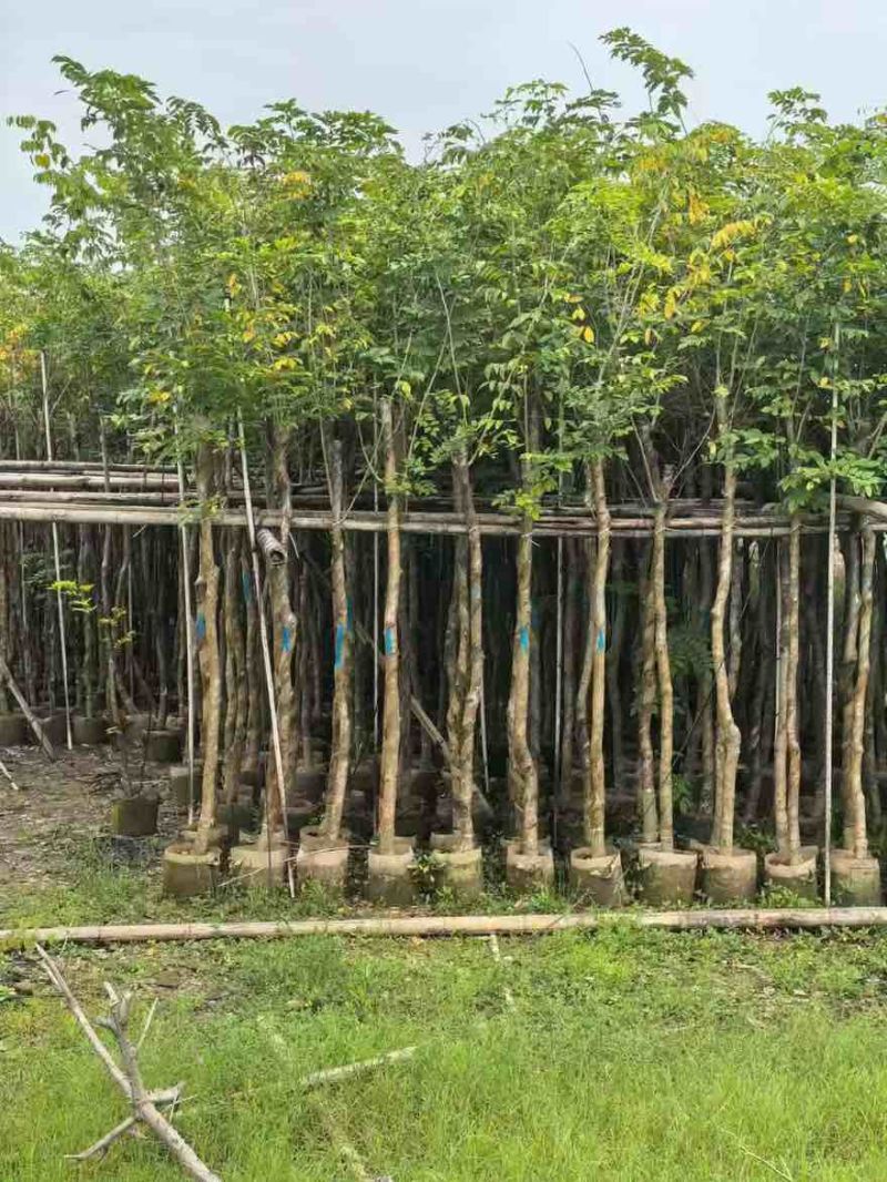 海南黄花梨2-15分，基地直销，一手货源，大量低价出售