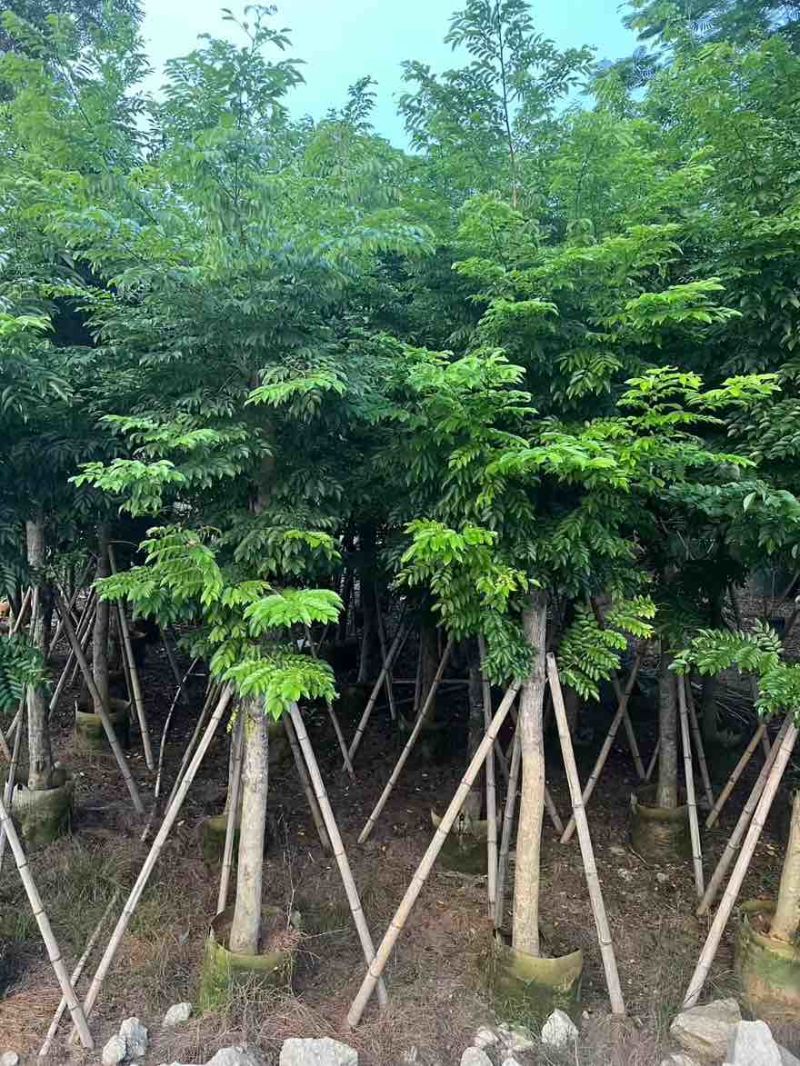 海南黄花梨2-15分，基地直销，一手货源，大量低价出售