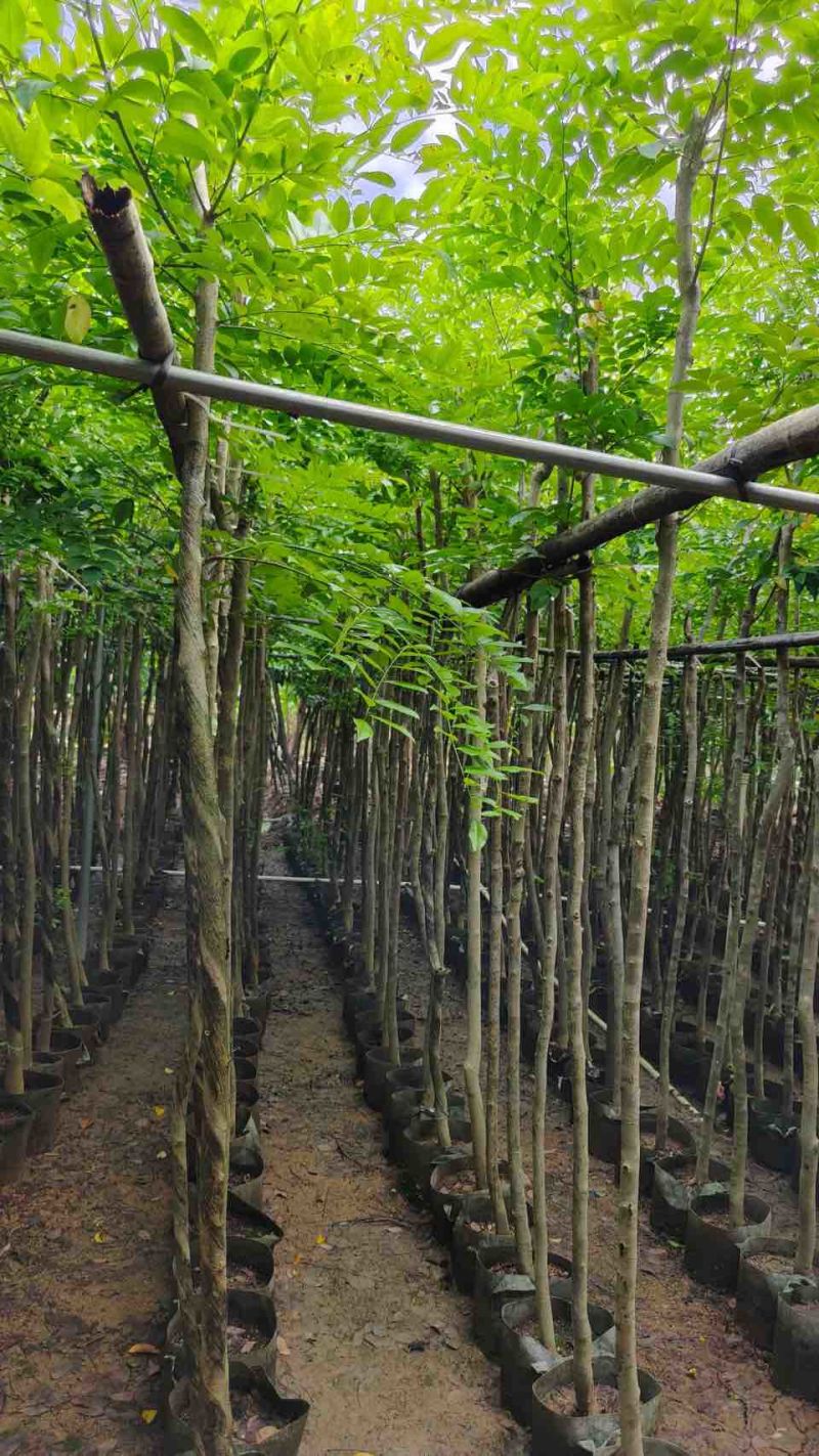 海南黄花梨2-15分，基地直销，一手货源，大量低价出售