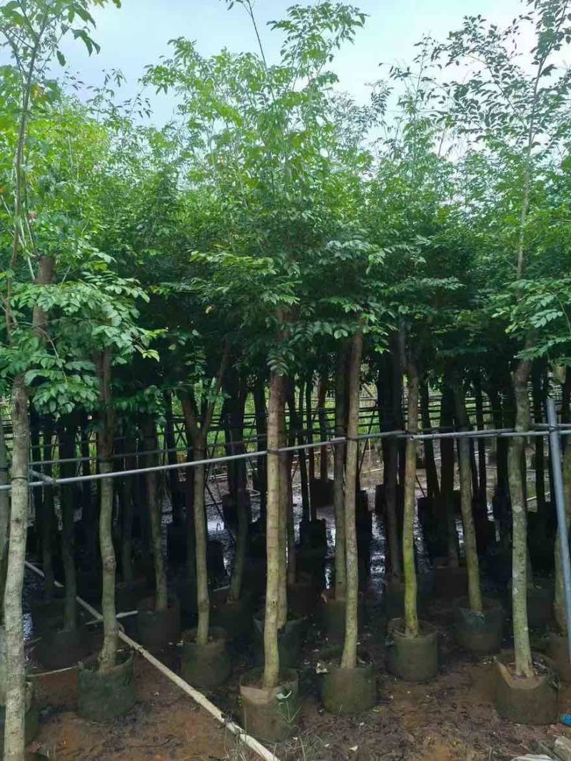 海南黄花梨2-15分，基地直销，一手货源，大量低价出售