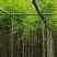 海南黄花梨2-15分，基地直销，一手货源，大量低价出售