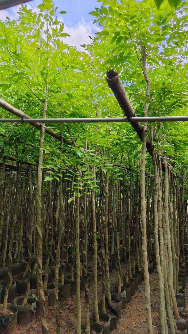 海南黄花梨2-15分，基地直销，一手货源，大量低价出售