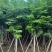 黄花梨1-15分，一手货源，基地直销，大量低价出售