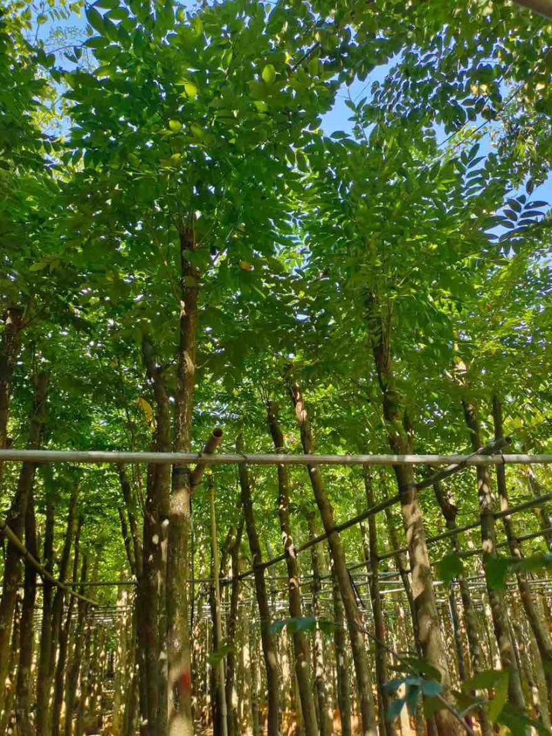 黄花梨1-15分，一手货源，基地直销，大量低价出售