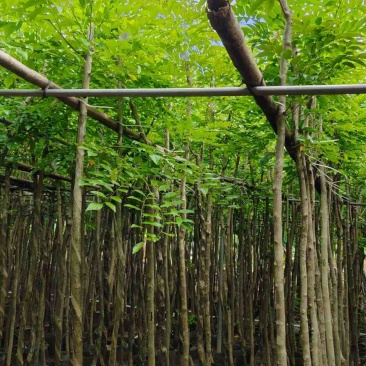 黄花梨1-15分，基地直销，一手货源，大量低价出售