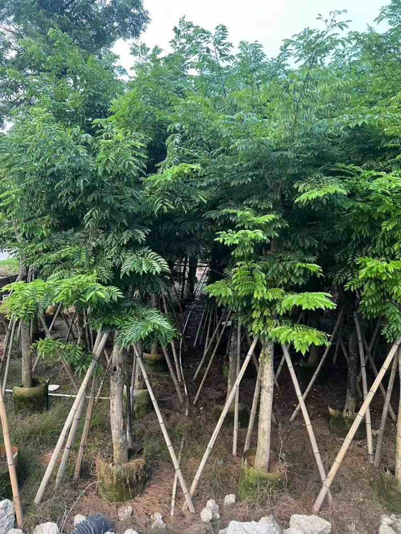 黄花梨1-15分，基地直销，一手货源，大量低价出售