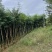 黄花梨1-15分，基地直销，一手货源，大量低价出售