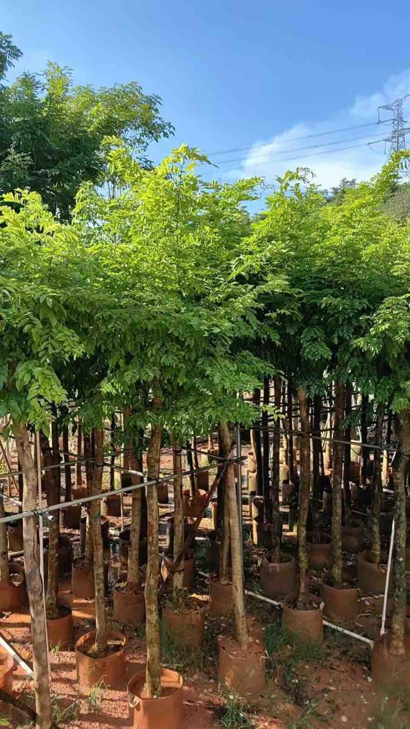 黄花梨1-15分，基地直销，一手货源，大量低价出售