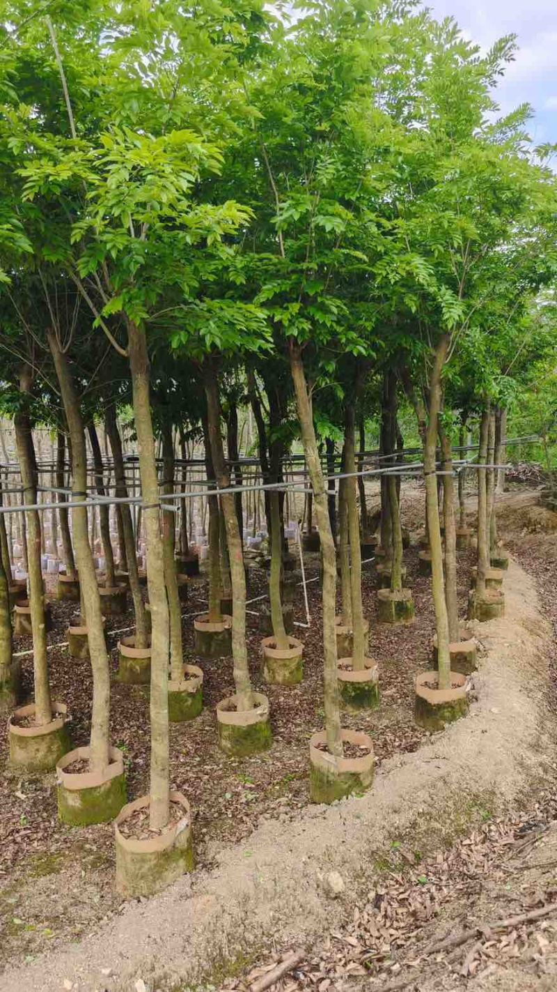 黄花梨1-15分，基地直销，一手货源，大量低价出售