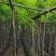海南黄花梨1-15分，一手货源，基地直销，大量低价出售