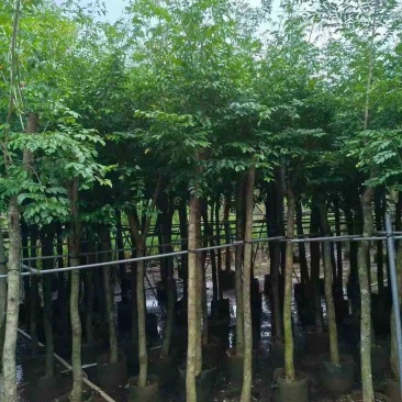 海南黄花梨1-15分，一手货源，基地直销，大量低价出售