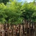 海南黄花梨1-15分，一手货源，基地直销，大量低价出售