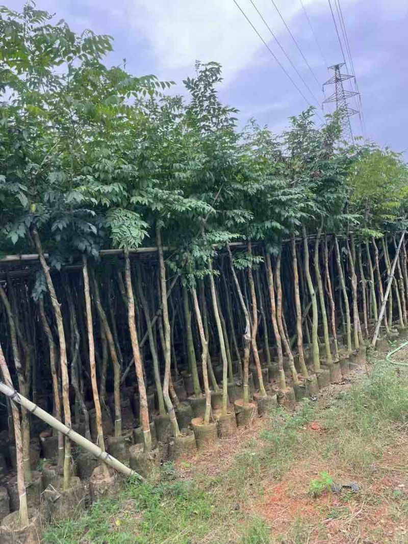 海南黄花梨1-15分，一手货源，基地直销，大量低价出售