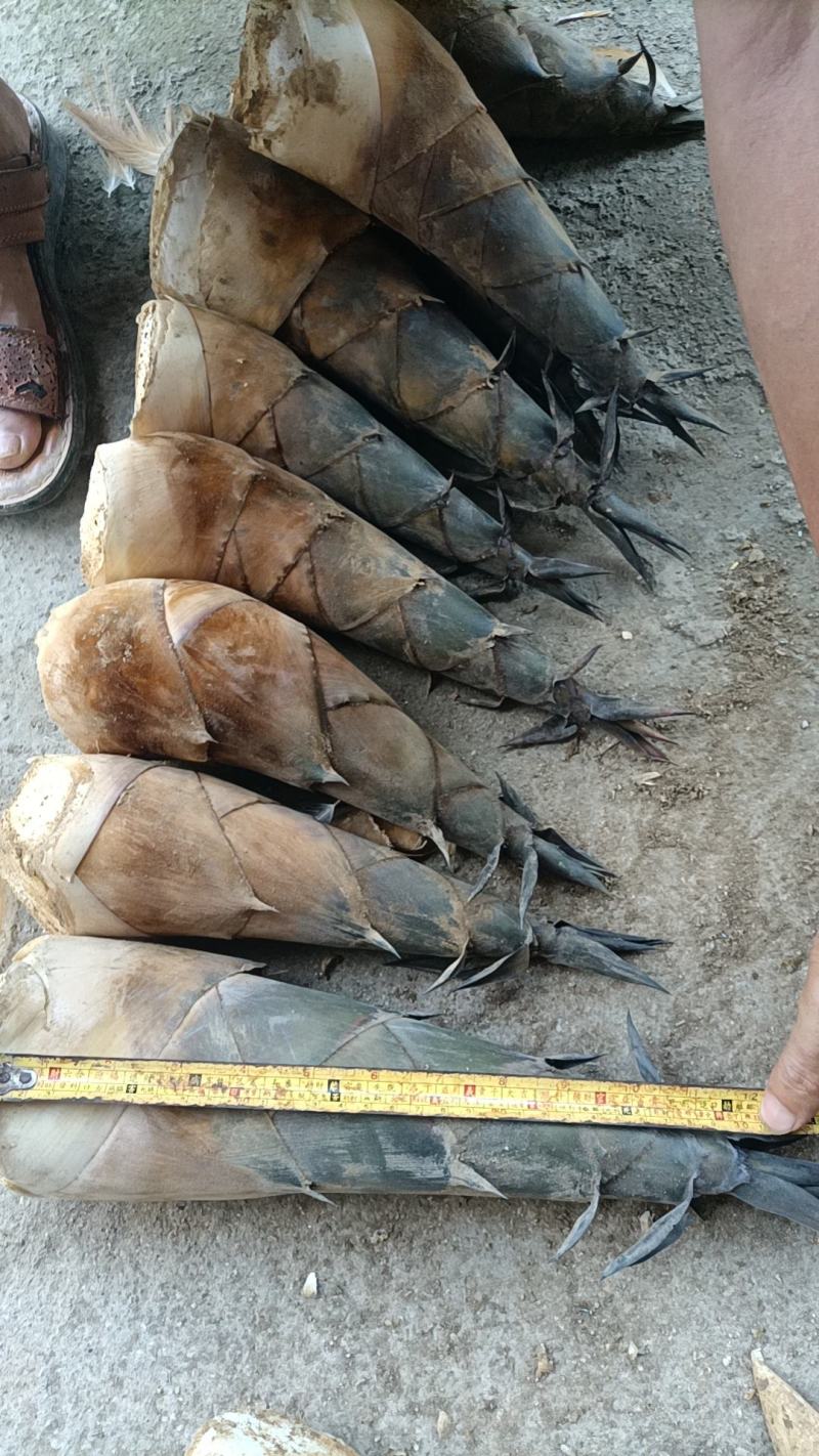 广东清远连山县笔架山省级自然保护区内可生吃的水果甜龙笋
