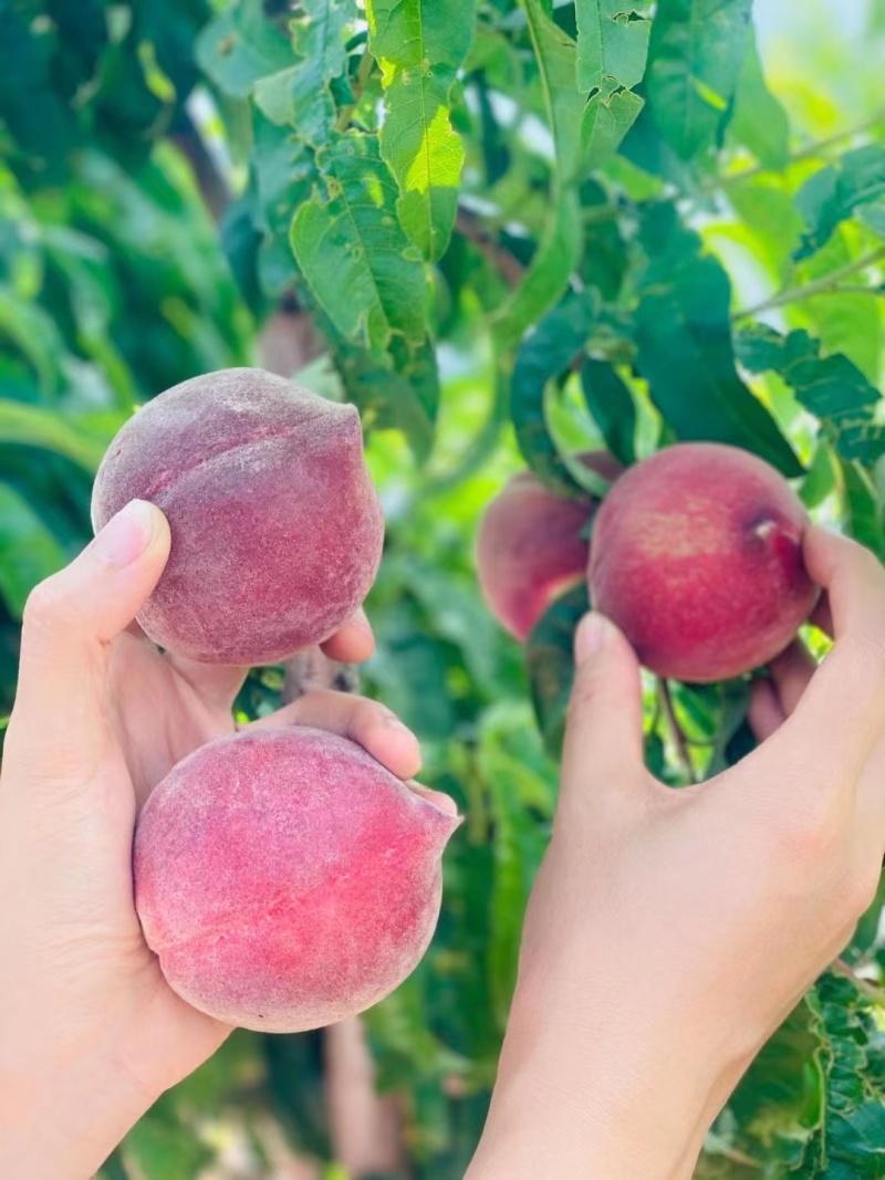 春蜜，春雪，突围，黄桃