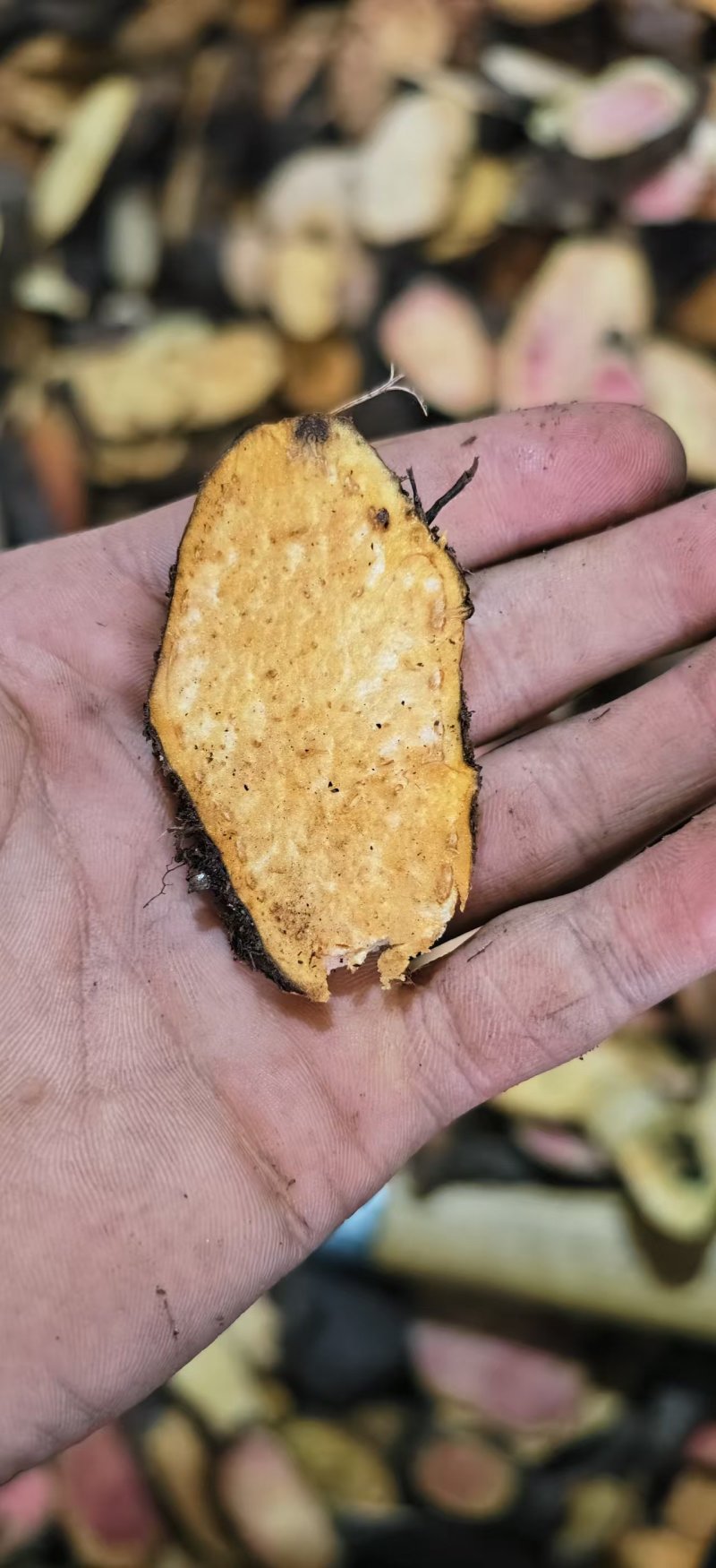 云南丽江的岩砣