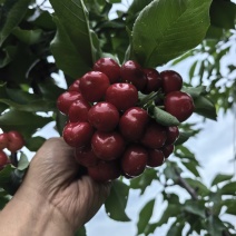 山西樱桃🍒🍒🍒