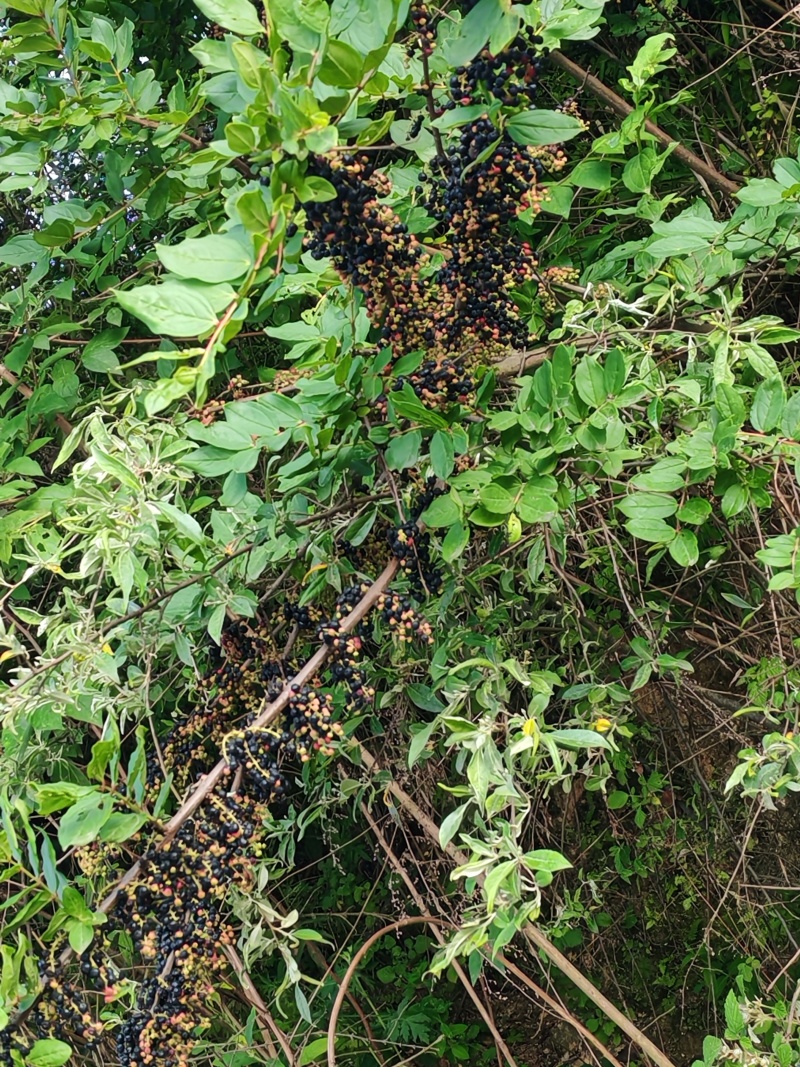 马桑树加果先货
